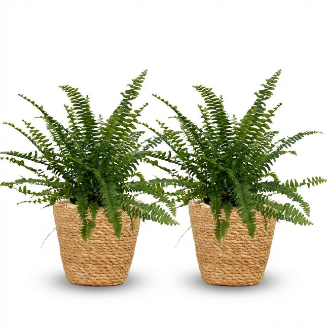 Nephrolepsis exaltata Green Lady - Felce - con cestino - ↕25cm - Ø12cm - 2x