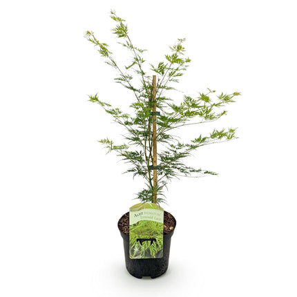 Arce japonés - Acer palmatum Emerald Lace - Verde - ↕70cm - Ø19cm