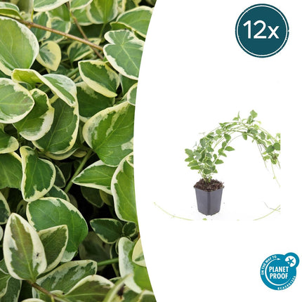 Vinca major 'Variegata' - Large Periwinkle - ↕10-25cm - Ø9cm - 12x