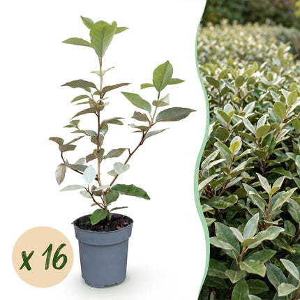 Eleagnus ebbingei Compacta - Olijfwilg - 16x Haagplanten - Groenblijvend - Grijs - Pot 9cm - Hoogte 25-35cm