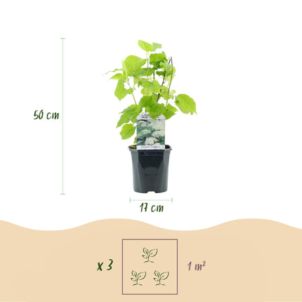Federhortensie 'Annabelle' (Hydrangea arborescens) – Weiße Blüten – 3 Pflanzen – 1 m² – Laubabwerfend – Große Blüten – Topf: 17 cm, Höhe: 50 cm