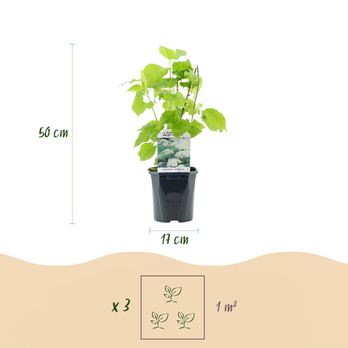 Pluim Hortensia - Hydrangea arborescens Annabelle - Bloem Wit - 3 Planten - 1 m2 - Bladverliezend - Grote Bloemen - Pot 17cm Hoogte 50cm