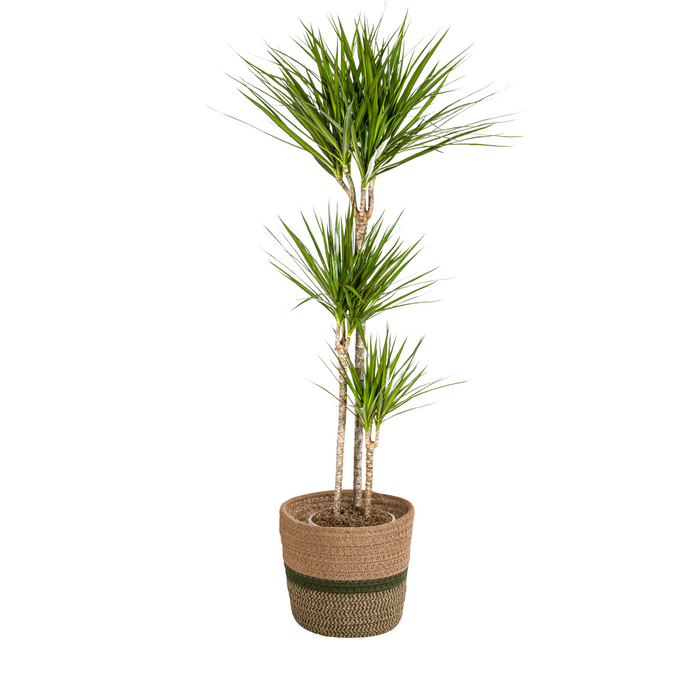 Dracaena Marginata Green met mand Ø24cm - ↕130 - 150cm