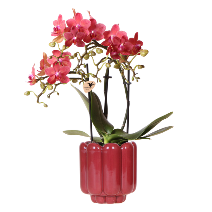 Kolibri Orchids | Rode Congo orchidee + Retro rood sierpot – potmaat Ø9cm | bloeiende kamerplant – vers van de kweker