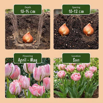 96x Tulipa Double Pink - Bloembollen - Dubbele roze tulp - Roze - Voorjaarsbloeier - Bolmaat 11/12