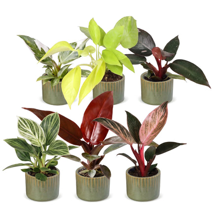 Baby Philodendron Family 6x - Wit - Roze - Geel - Groen - Rood - Tropisch - incl. Linnea Olive - Ø6cm - ↕10-15cm