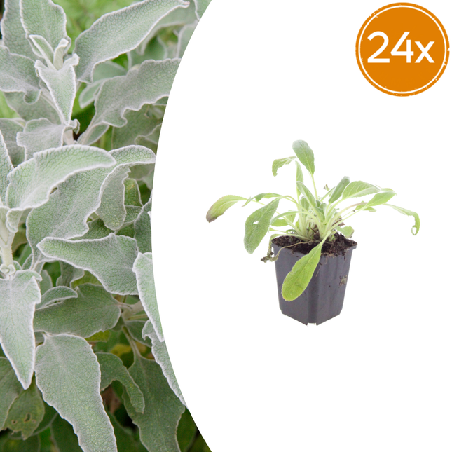 Stachys byzantina - Ezelsoor - ↕10-25cm - Ø9cm - 24x
