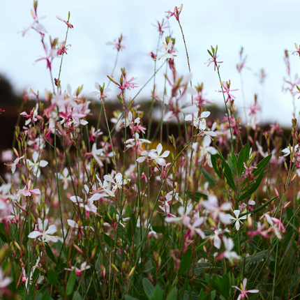 Bellissima candela - Gaura lindheimeri 'Whirling Butterflies' - ↕10-25cm - Ø9cm - 6x
