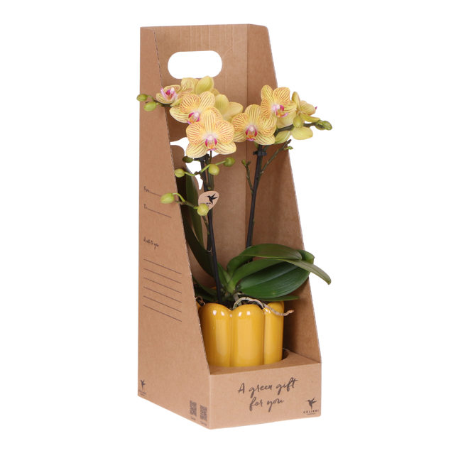 Kolibri Orchids | Gele Phalaenopsis Orchidee - Blossom Lima in Retro Sierpot Geel met Giftbox - Ø9 cm
