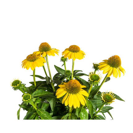 Echinacea Purpurea Gul - Solhat - ↕60-70cm - Ø19cm