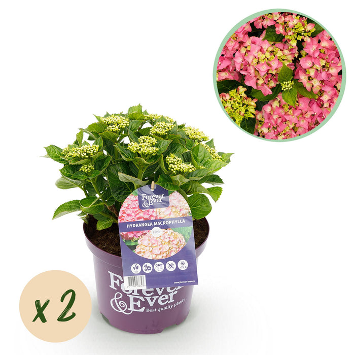 Terrasplant - Hortensia - Hydrangea Forever & Ever - Roze - 7-12 Bloemen - 2 Planten - Pot 23cm Hoogte 55cm