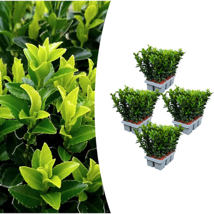 Euonymus 'Green Spire' - Cappello del cardinale - ↕15cm - Ø7cm - 24x