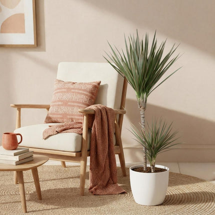 Dracaena Marginata Bicolor - Dragetræ - med hvid urtepotte - ↕90-100cm - Ø21cm