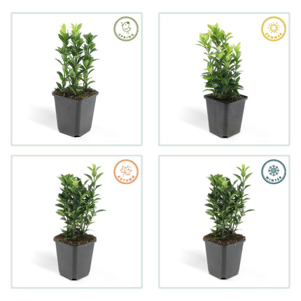 Euonymus japonicus Green Spire - Japanse kardinaalsmuts - ↕10-25cm - Ø9cm - 24x