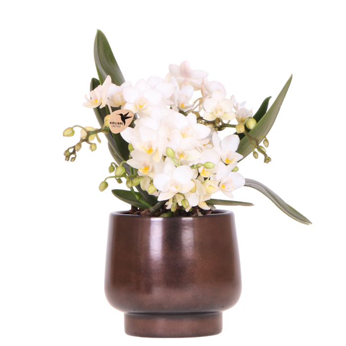 Kolibri Orchids | Scandic Copper pot Ø9cm met witte Nazaré orchidee – vers van de kweker