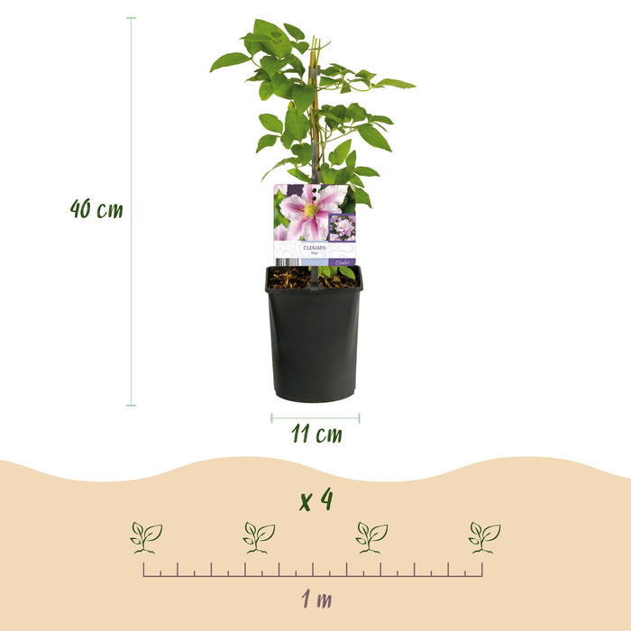 Clematis Piilu - Bloem Roze - Bosrank- ↕40cm - Ø11cm - 2x