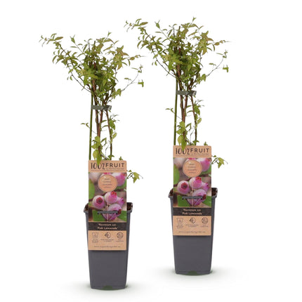 Vaccinium cor. Pink Lemonade - Arándano rosa - Resistente - Bayas rosas - 2 plantas - Maceta de 15 cm - Altura 50 cm