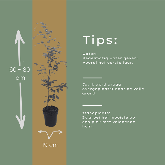 Fagus sylvatica - Beukenhaag - Palletdeal - ↕60-80cm - Ø19cm - 50x