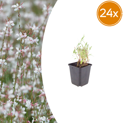 Prachtkaars - Gaura lindheimeri - ↕10-25cm - Ø9cm - 24x