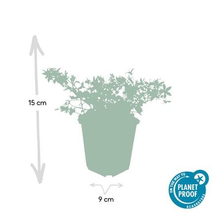 Campanula poscharskyana 'Stella' - ↕10-25cm - Ø9cm - 48x