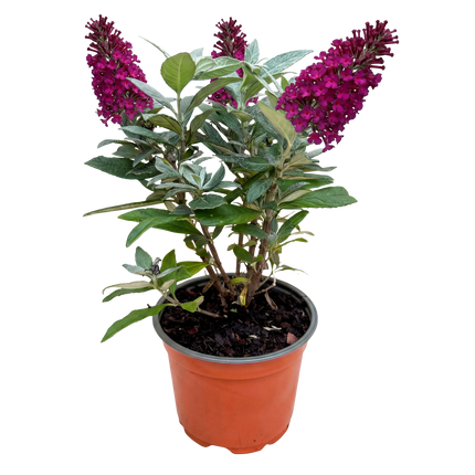 Buddleja davidii Butterfly Candy Little Ruby - Arbusto delle farfalle - Compatto - Rosso - ↕20-25cm - Ø12cm