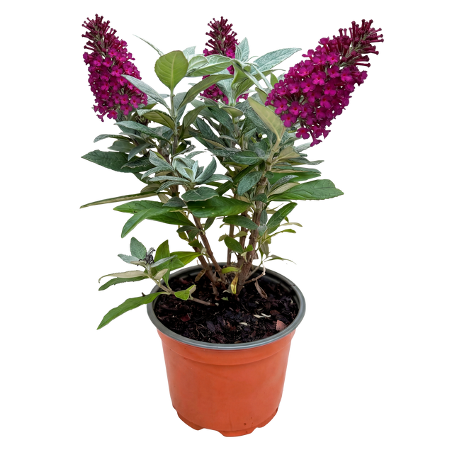 Buddleja davidii Butterfly Candy Little Ruby - Arbusto delle farfalle - Compatto - Rosso - ↕20-25cm - Ø12cm
