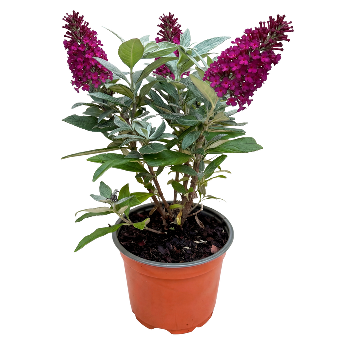 Buddleja davidii Butterfly Candy Little Ruby - Vlinderstruik - Compact - Rood - ↕20-25cm - Ø12cm