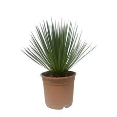 Collection image for: Yucca Rostrata