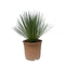 Balkonplanten