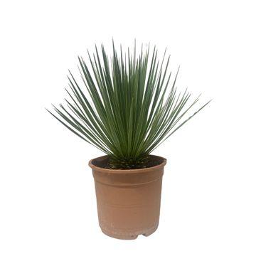 Yuca Rostrata - ↕60cm - Ø24cm