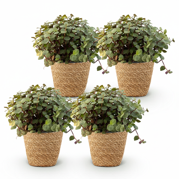 Callisia repens - Schildpadplant - met Mand - ↕15-20cm - Ø12cm - 4x