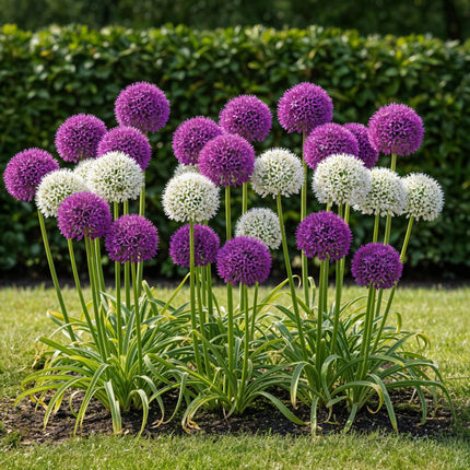 Bulbes d'Allium violet et blanc - Mélange violet et blanc - 15 bulbes - Calibre 10/12 - Paquet XXL