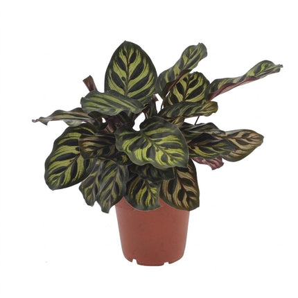 Calathea Makoyana - Pauwenplant - Pot 12cm - Hoogte - 25cm