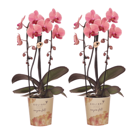 Kolibri Orchids | Combi Deal - 2 Zalmroze Phalaenopsis Orchideeën Niagara Fall Narbonne - Ø12 cm