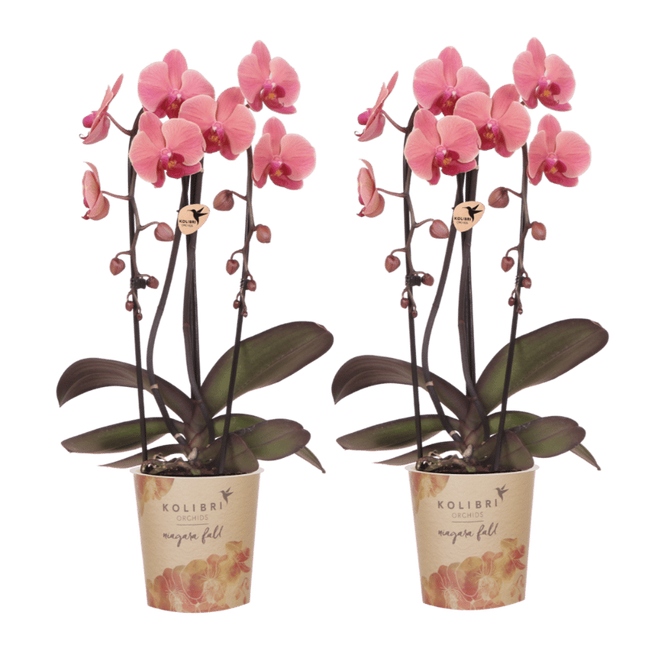 Kolibri Orchids | Combi Deal - 2 Zalmroze Phalaenopsis Orchideeën Niagara Fall Narbonne - Ø12 cm