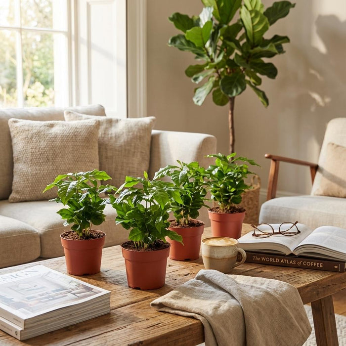 Coffea Arabica Koffieplant - ↕25cm - Ø12cm - 4x