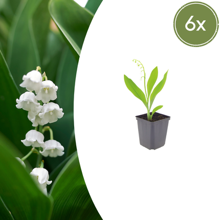 Convallaria majalis - Lelietjes van dalen - ↕10-25cm - Ø9cm - 6x