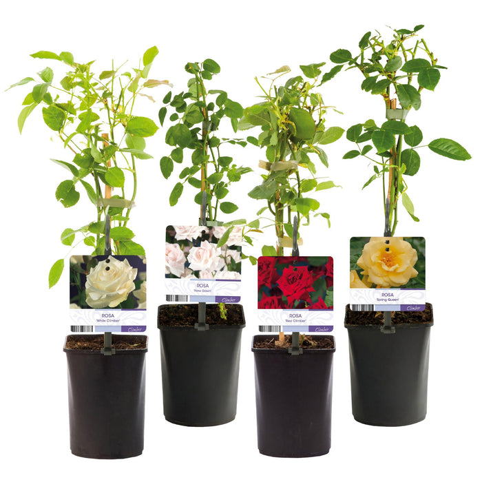 Klimroos - Rosa Rainbow - Bloemen Roze Wit Geel Rood - Weinig onderhoud - 4 planten - Pot 11cm Hoogte 40cm