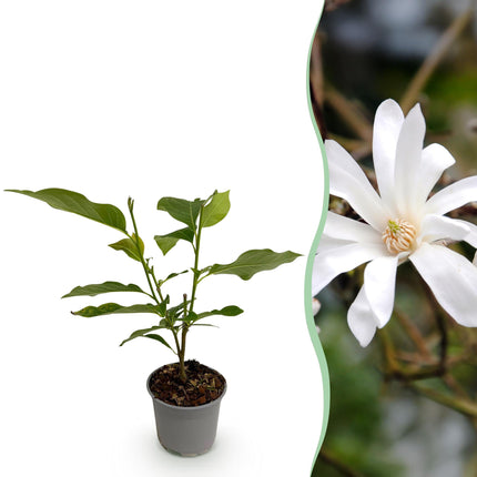 Magnolia stellata - Hvid blomst - ↕30cm - Ø12cm