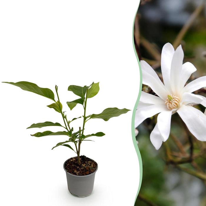 Magnolia stellata - Bloem Wit - 1 Plant - Bladverliezend - Weinig Onderhoud - Pot 12cm Hoogte 30cm