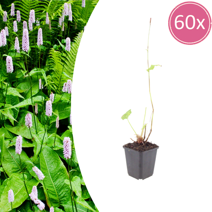 Persicaria amplexicaulis 'Alba' - Duizendknoop - ↕10-25cm - Ø9cm - 60x