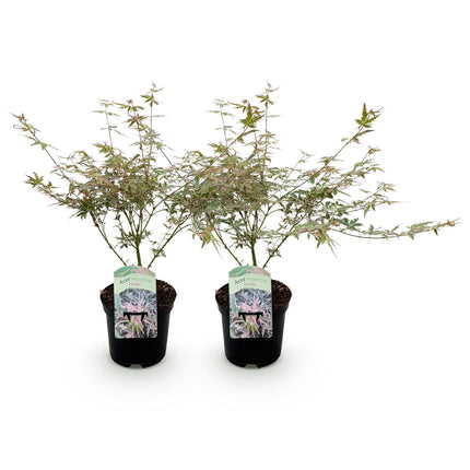 Japanse Esdoorn - Acer palmatum Iyoshi - Roze - ↕70cm - Ø19cm - 2x