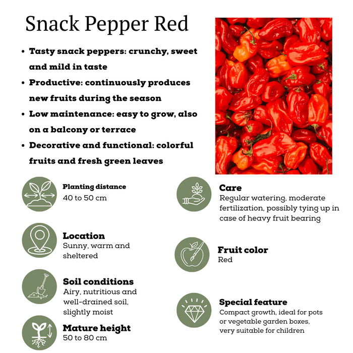 Plukgroente - Rode snack paprika - Ø 14 cm - ↨ 45 cm
