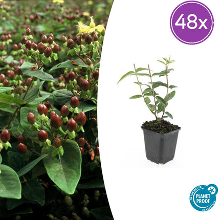 Hypericum inodorum 'Rheingold' - ↕10-25cm - Ø9cm - 48x