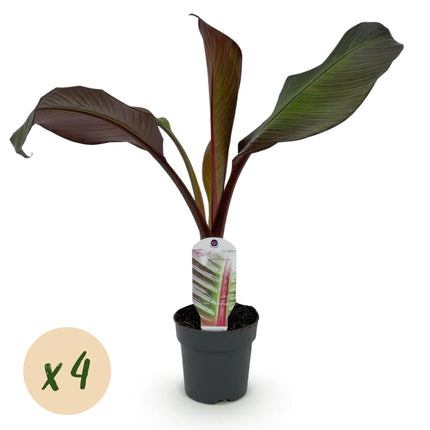 Bananier (Ensete ventricosum Maurelli) - Rustique - Lot de 4 - Pot de 12 cm - Hauteur : 30 cm