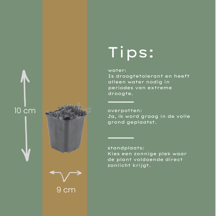 Thymus praecox 'Coccineus' - Kruiptijm - ↕10-25cm - Ø9cm - 24x