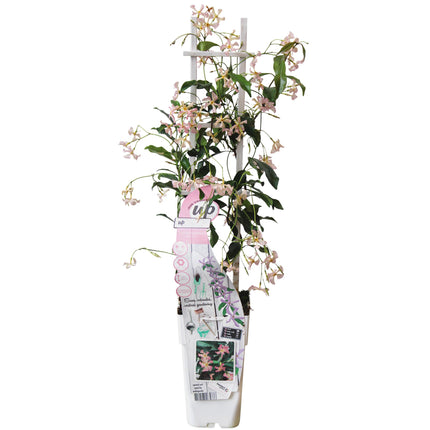 Trachelospermum 'Star of Ibiza' - Pink Tuscan Jasmine - ↕65cm - Ø15cm