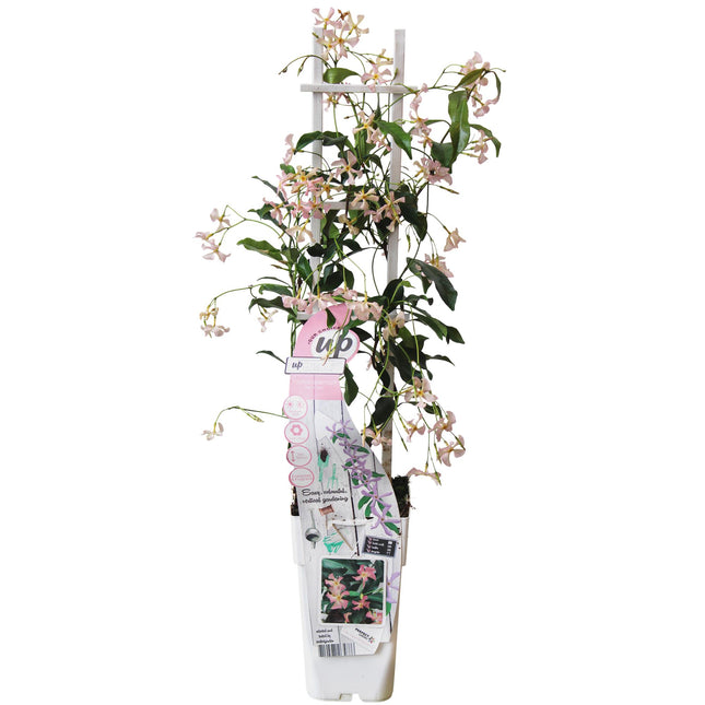 Trachelospermum 'Star of Ibiza' - Gelsomino toscano rosa - ↕65cm - Ø15cm