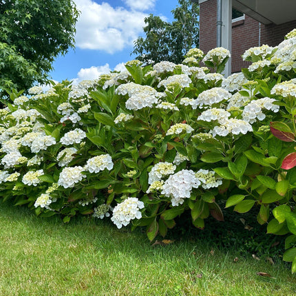 Hydrangea macrophylla Hvid - Hortensia - Hårdfør - Hvid - 1 Plante - Potte 12cm - Højde 20-30cm