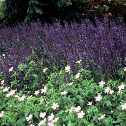 Salvia Nemorosa 'Mainacht' - Waldsalbei - ↕10-25cm - Ø9cm - 24x
